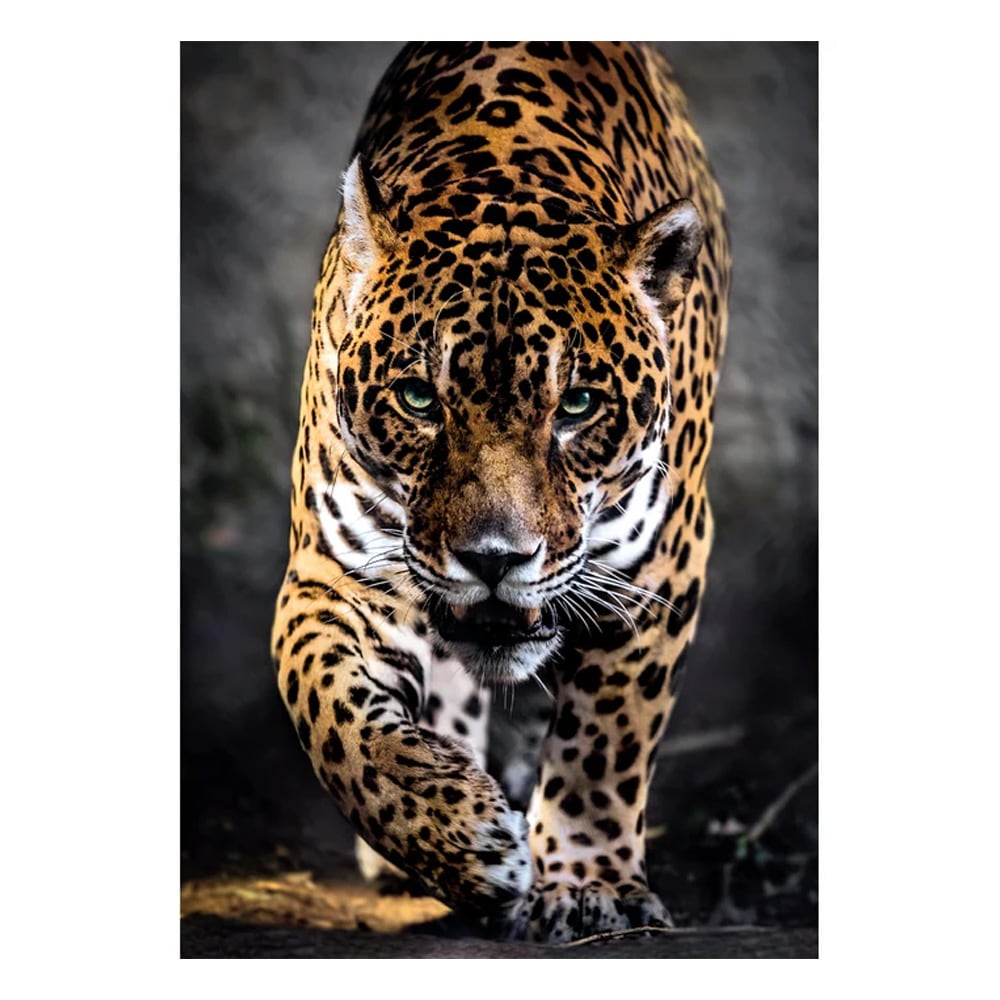 Puslespill 1000 brikker Jaguarens vandring