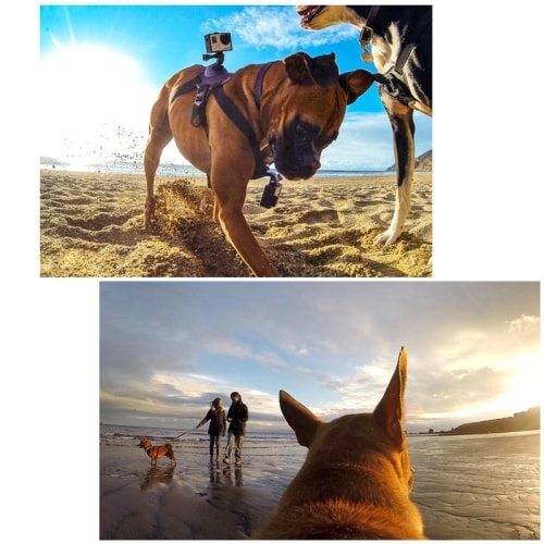 Hund Brystbelte til GoPro HERO